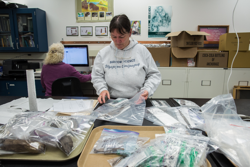 UTQIAGVIK, ALASKA - MONDAY, SEPTEMBER 21, 2017: Anne Jensen, Arctic Anthropologist and Archaeologist with UIC Sciences in Utqiaġvik, looks over some of the artifacts recovered by her team earlier that year at the Walakpa site. Photo: Ash Adams for Gizmodo